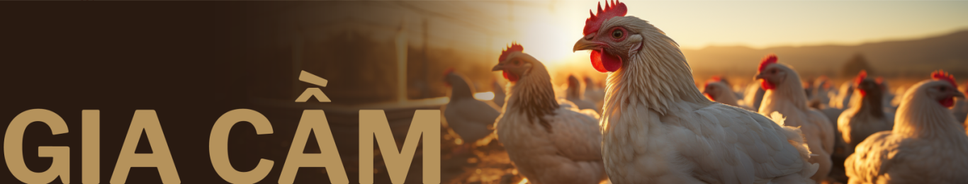 SAN PHAM CHO GIA CAM