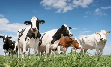 Mở khóa tiềm năng chăn nuôi bền vững