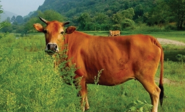 Vùng cao thay đổi cách làm, chú trọng phòng dịch đàn vật nuôi